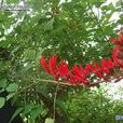 龍芽花 龍芽花