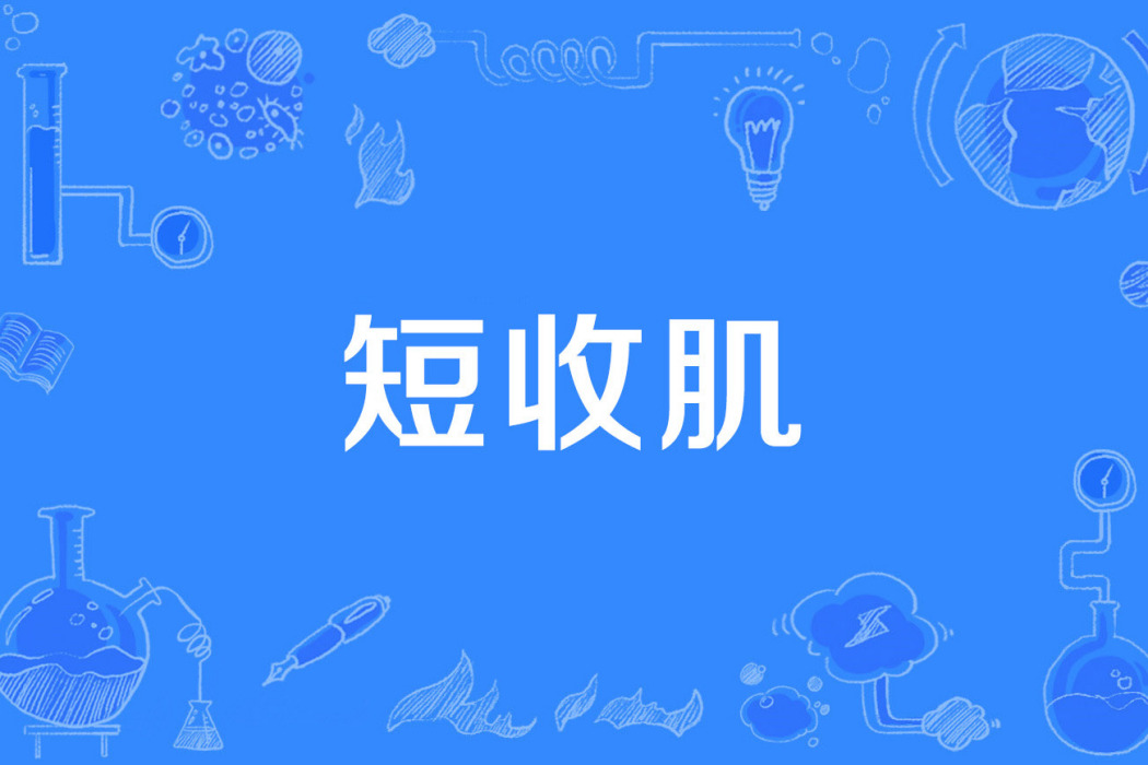短收肌 短收肌