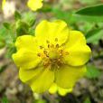 金露梅(薔薇科委陵菜屬植物)
