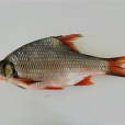 紅鰭方口䰾 紅鰭方口䰾