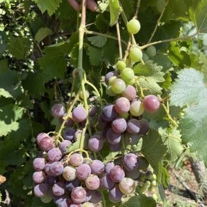 葡萄(Vitis vinifera)