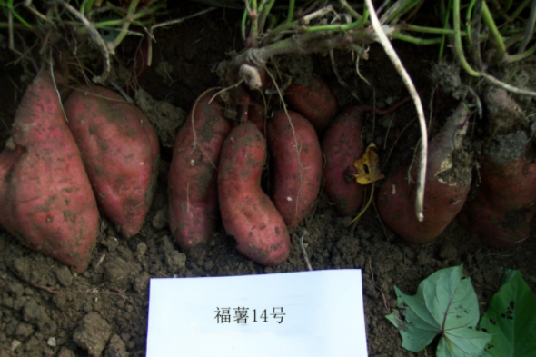 福薯14號 福薯14號