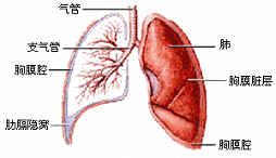 肺癌