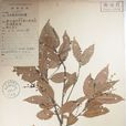 銳齒桂櫻 銳齒桂櫻