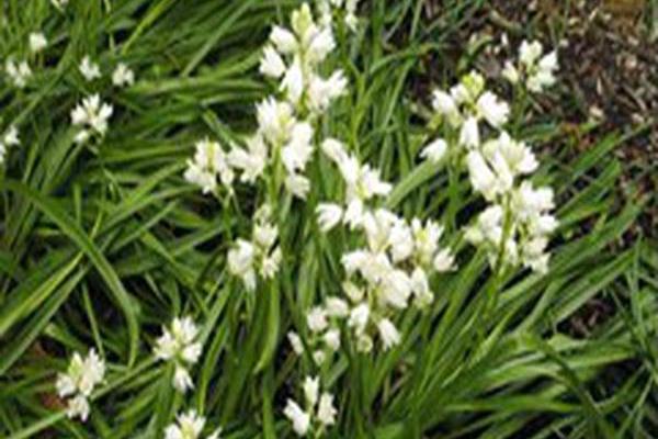 Hyacinthoides hispanica \x27White Triumphator\x27 Hyacinthoides hispanica \x27White Triumphator\x27