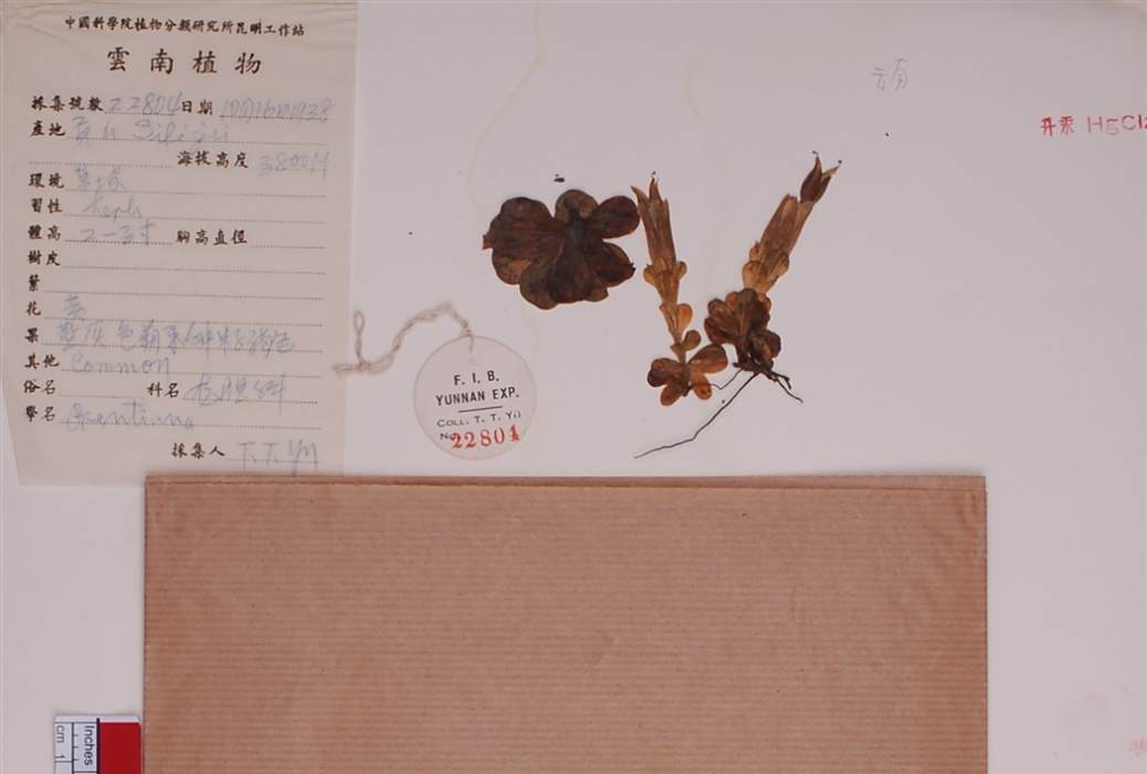 露萼龍膽