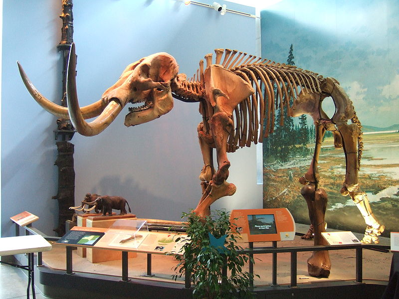 乳齒象的骨架模型