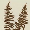 厚邊蕨 厚邊蕨