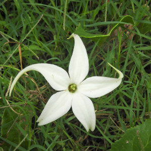 Jaborosa integrifolia