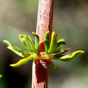 Anthospermum spathulatum