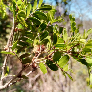 Cynometra abrahamii