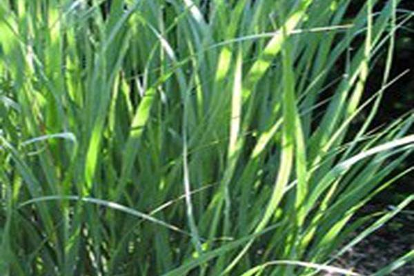 Panicum virgatum \x27Dust Devil\x27