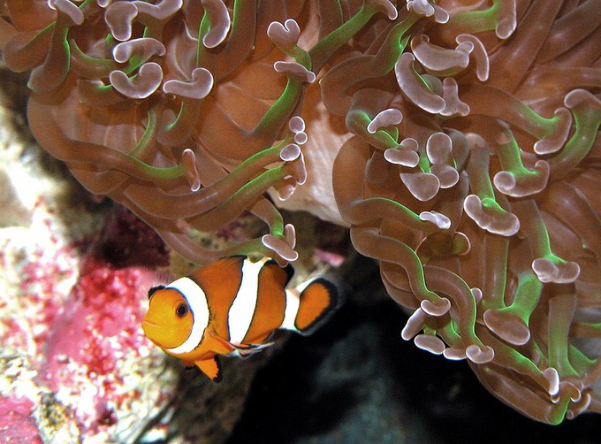 榔頭珊瑚與公子小丑魚