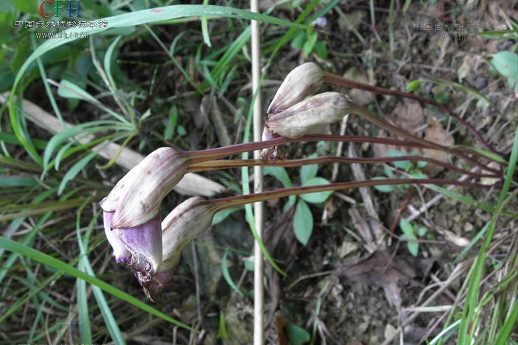 短梗野菰 短梗野菰