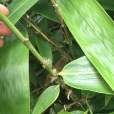 粽子葉眉 粽子葉眉