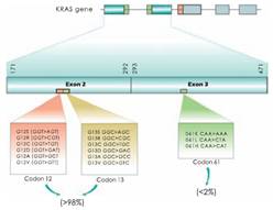 K-ras基因
