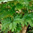 花梨公 花梨公
