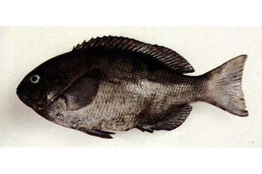 舵魚科 舵魚科