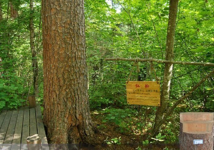 紅松家系NB3 紅松家系NB3