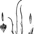 小草屬 小草屬