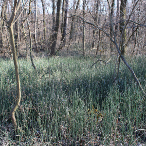 Equisetum hyemale