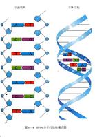 人類乳頭瘤病毒DNA