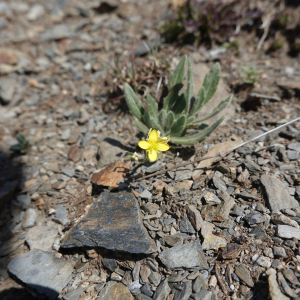 Biscutella brevifolia