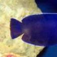 金頭仙魚 金頭仙魚