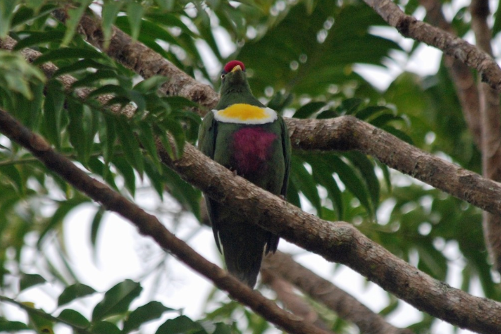 白胸果鳩 白胸果鳩