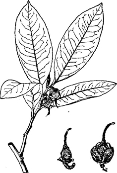 海南楊桐 Adinandra hainanensis