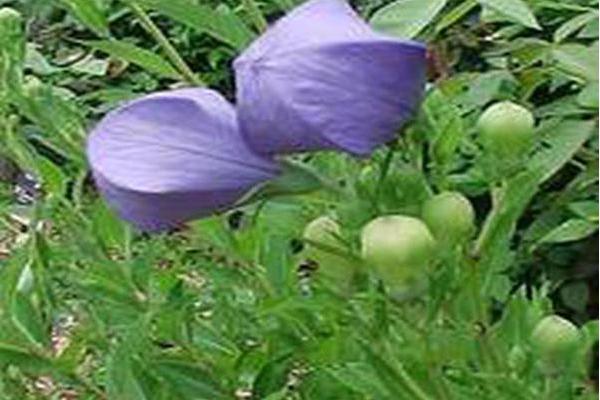 Platycodon grandiflorus \x27Komachi\x27