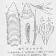 異足索沙蠶 異足索沙蠶