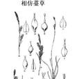 相仿薹草 相仿薹草