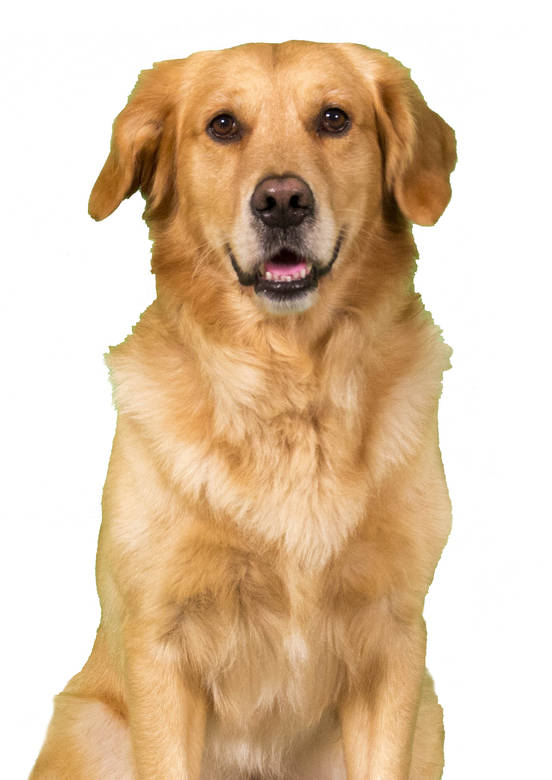 忠犬大營救 忠犬大營救