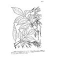 多花梣 多花梣