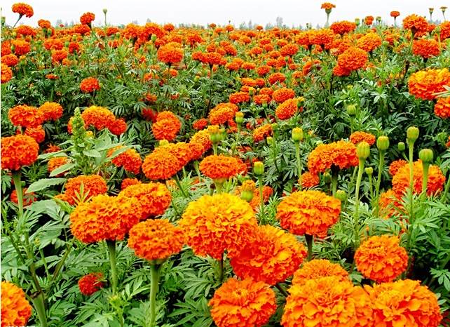 芙蓉22號
