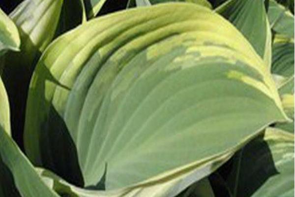 Hosta \x27Regal Splendor\x27