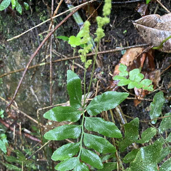 Anemia hirta