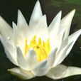 茈碧花 茈碧花