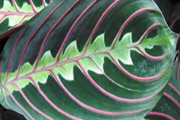 Maranta leuconeura var. erythroneura