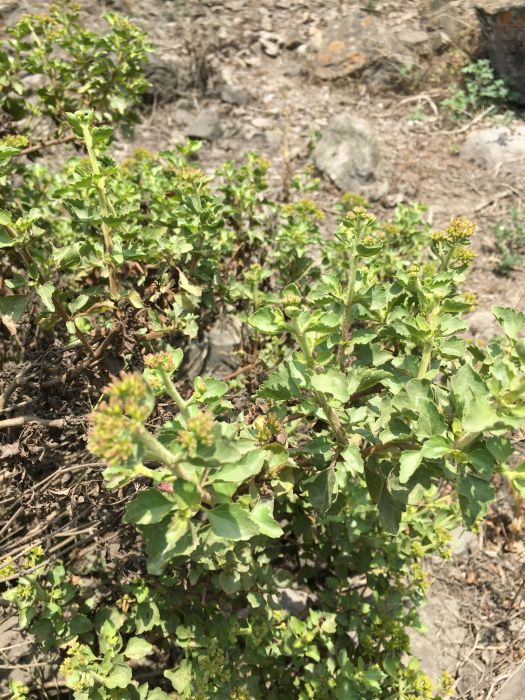 Ophryosporus floribundus Ophryosporus floribundus