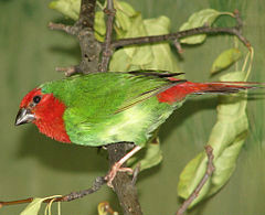 紅喉鸚雀