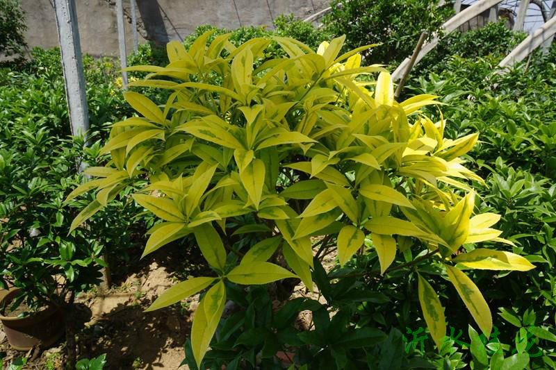 金玉桂花 金玉桂花
