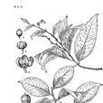 網脈核果木 網脈核果木