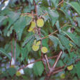山毛桃 山毛桃
