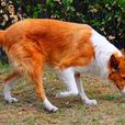 牧羊犬