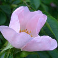狗薔薇 狗薔薇