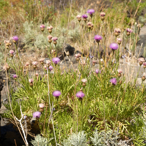 Cheirolophus canariensis
