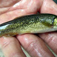 柳根魚 柳根魚