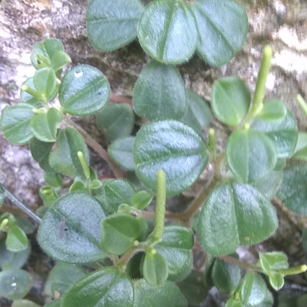 Peperomia spathophylla